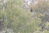 Haliaeetus albicilla