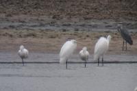 Platalea leucorodia