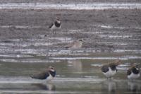 Pluvialis squatarola