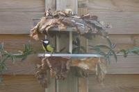 Parus major