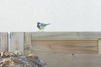 Parus major