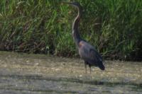 Ardea purpurea