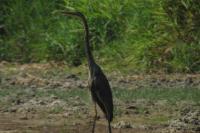 Ardea purpurea