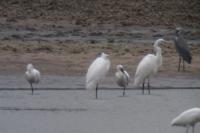 Platalea leucorodia