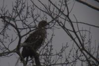 Haliaeetus albicilla