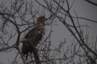 Haliaeetus albicilla