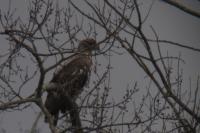 Haliaeetus albicilla