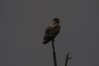 Haliaeetus albicilla