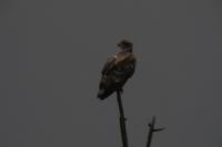 Haliaeetus albicilla