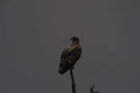 Haliaeetus albicilla