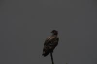 Haliaeetus albicilla