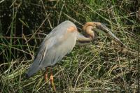 Ardea purpurea