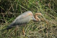 Ardea purpurea