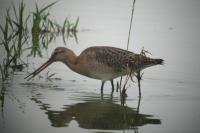 Limosa limosa