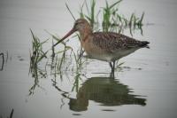 Limosa limosa