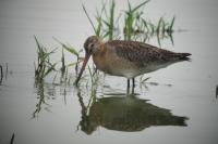 Limosa limosa