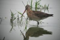 Limosa limosa