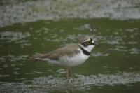 Charadrius dubius