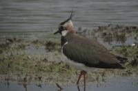Vanellus vanellus