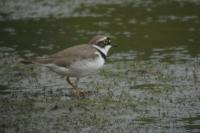 Charadrius dubius