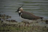 Vanellus vanellus