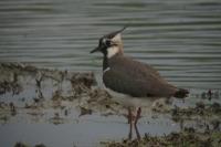Vanellus vanellus