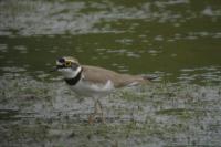 Charadrius dubius
