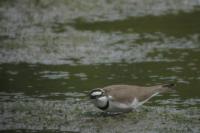 Charadrius dubius