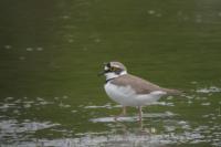 Charadrius dubius