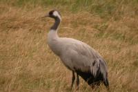 Grus grus