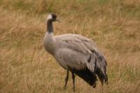 Grus grus