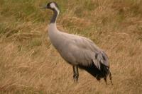 Grus grus