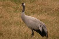 Grus grus