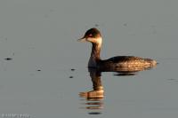 Podiceps nigricollis