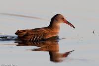 Rallus aquaticus
