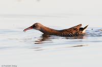 Rallus aquaticus
