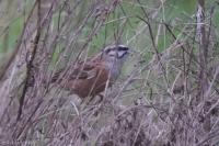 Emberiza cia