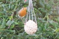 Erithacus rubecula