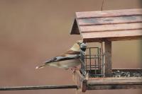 Coccothraustes coccothraustes