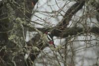 Dendrocopos major