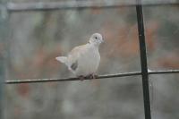 Streptopelia decaocto