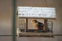 Coccothraustes coccothraustes