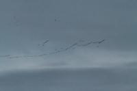 Grus grus