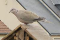Streptopelia decaocto
