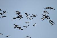 Grus grus