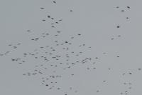 Grus