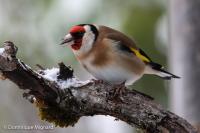 Carduelis carduelis