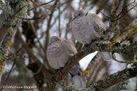 Streptopelia decaocto