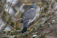 Columba palumbus