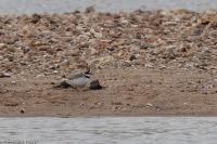 Charadrius hiaticula
